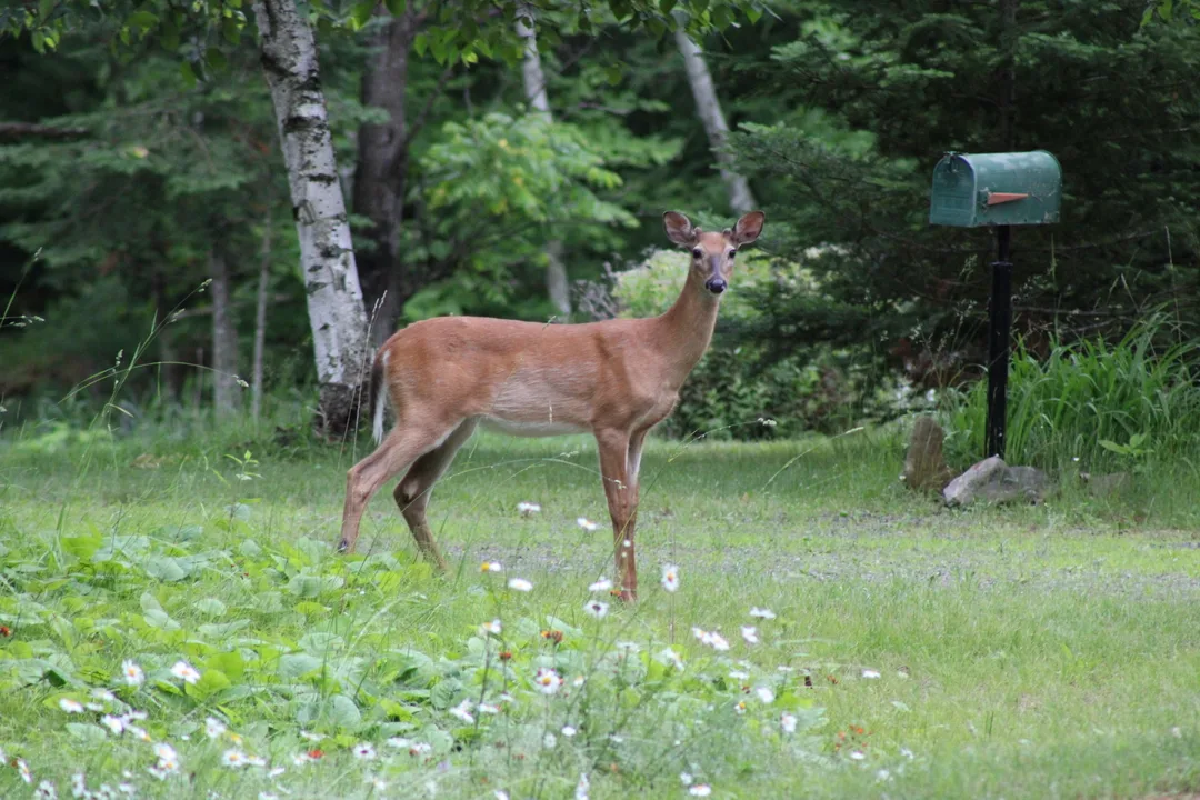 Deer