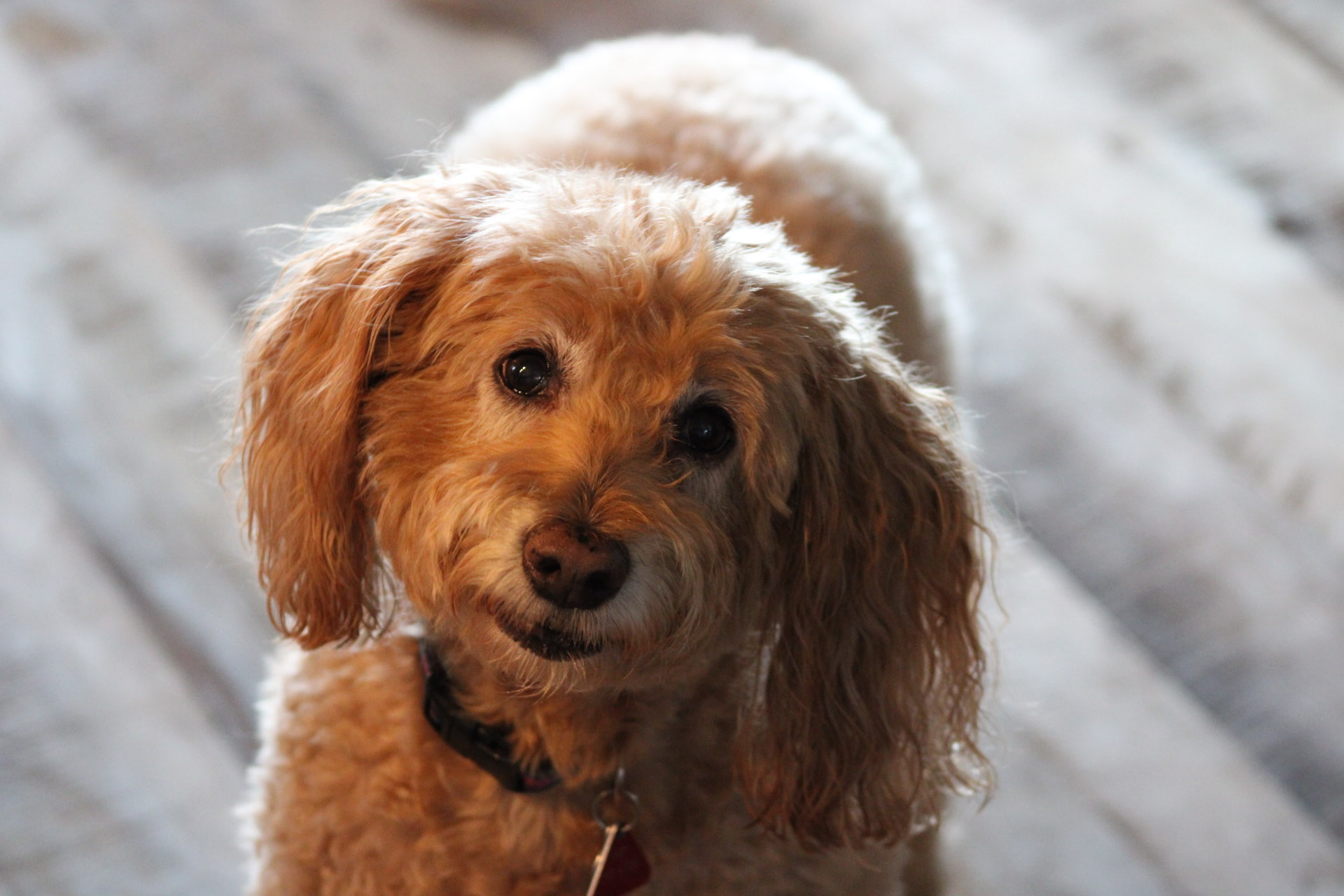 Dog