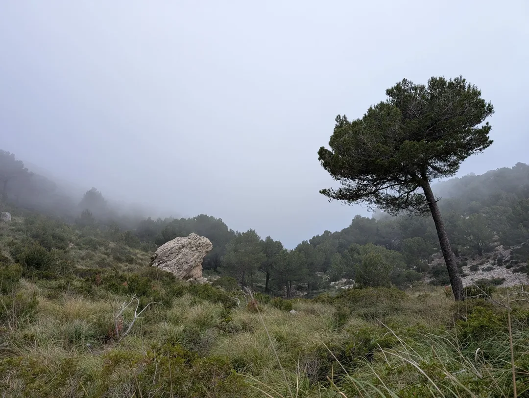 Tree in the cloud