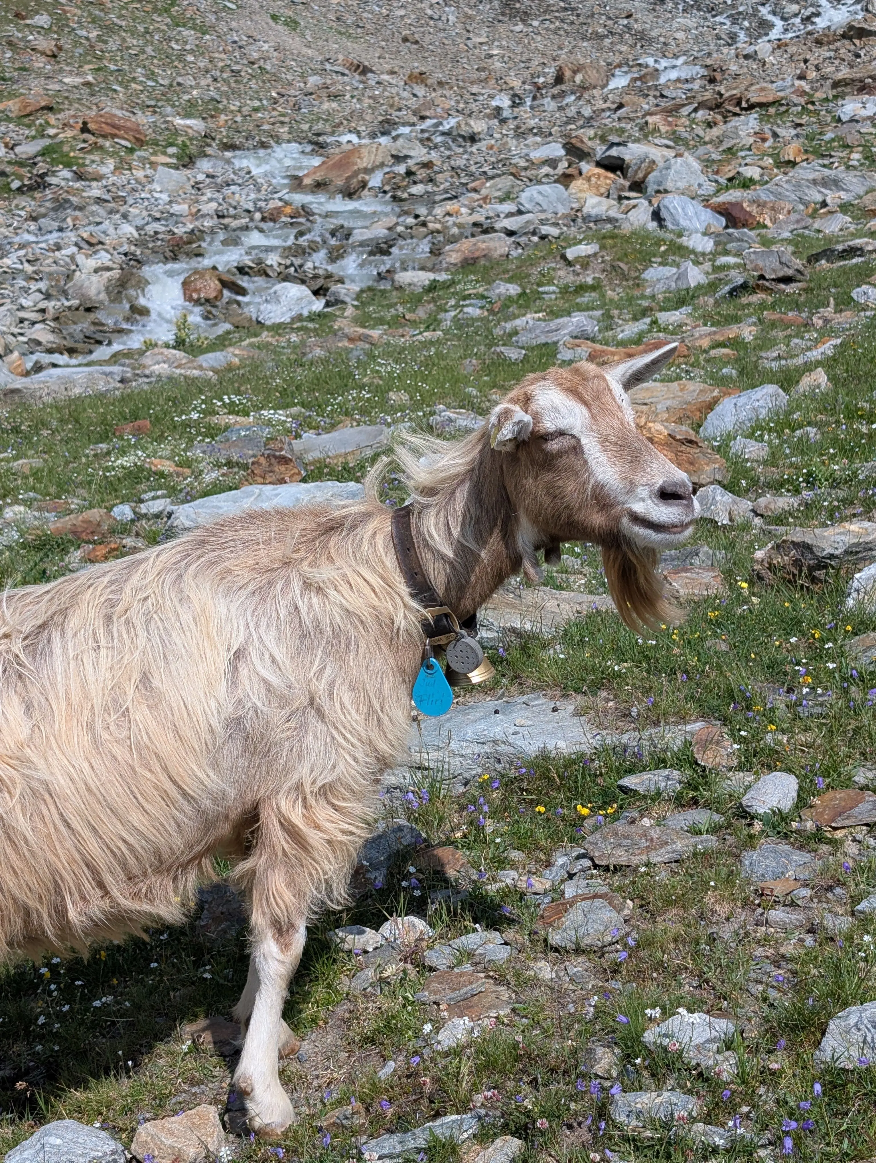 Happy goat