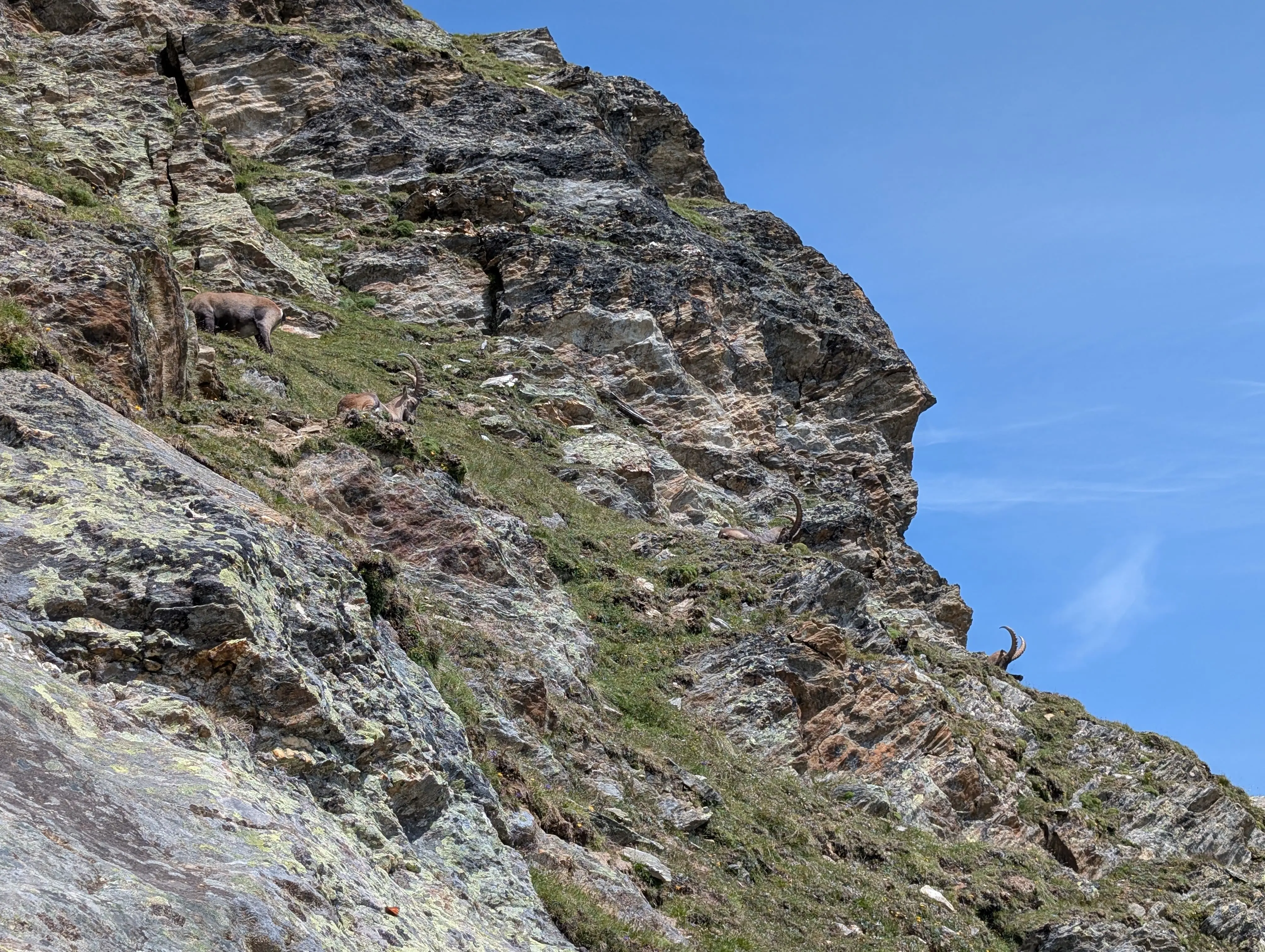 A herd of ibex as seen on the approach