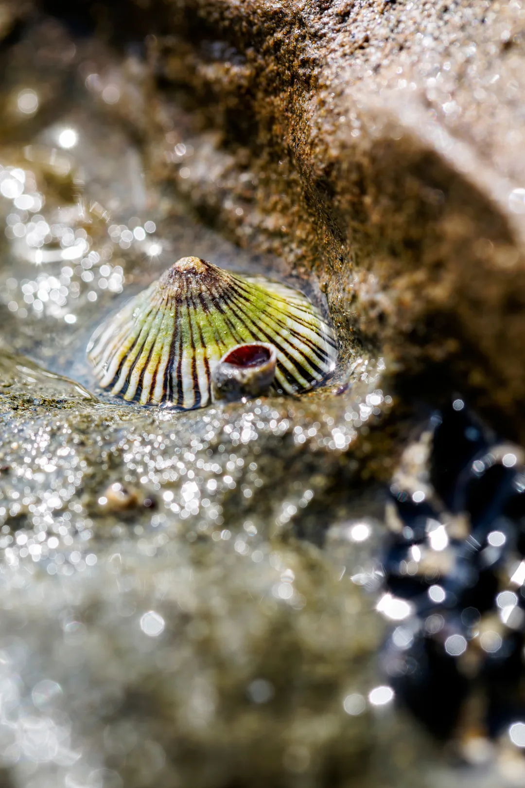 A shell with green and yellow colors sitting on a wet surface.