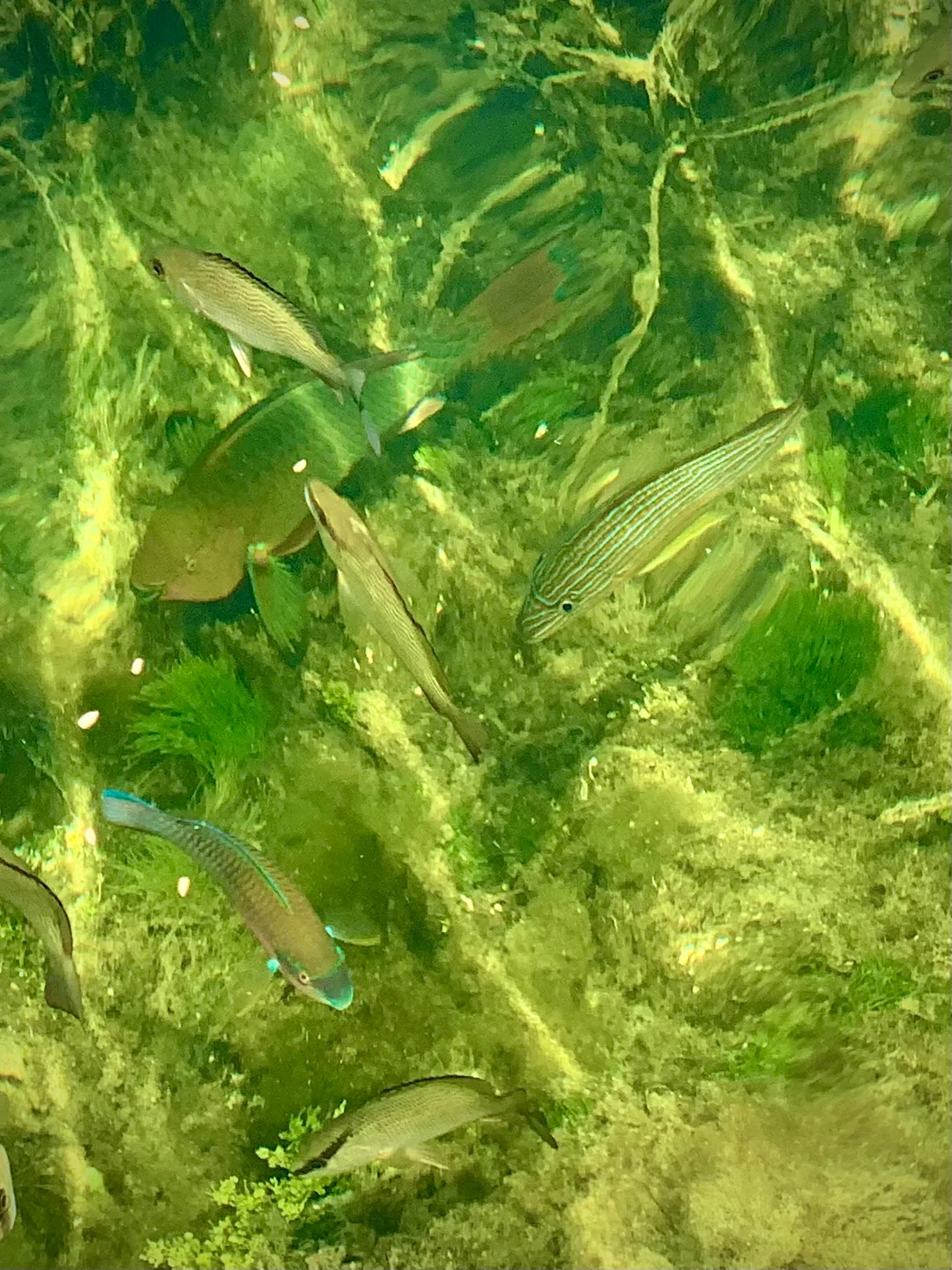 Parrot fish and grunt fish swimming in the water with the sun streaming down.
