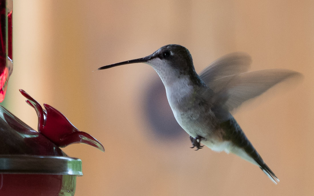 Kolibri