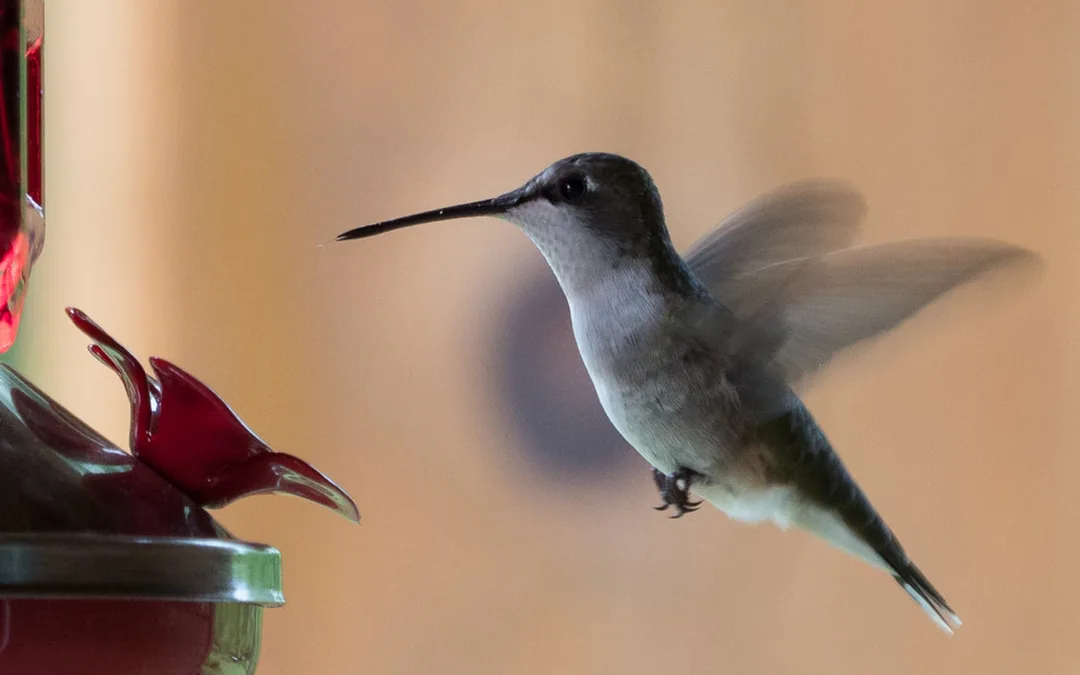 Kolibri